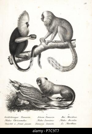 Buffy-headed marmoset, Callithrix flaviceps (endangered) 1, and golden lion tamarin, Leontopithecus rosalia (endangered) 2,3. Lithograph by Karl Joseph Brodtmann from Heinrich Rudolf Schinz's Illustrated Natural History of Men and Animals, 1836. Stock Photo