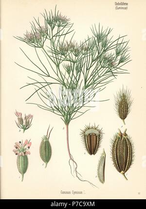 Cumin, Cuminum cyminum. Chromolithograph after a botanical illustration from Hermann Adolph Koehler's Medicinal Plants, edited by Gustav Pabst, Koehler, Germany, 1887. Stock Photo