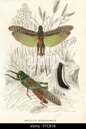 Migratory locusts and eggs, Locusta migratoria (Gryllus migratorius). Handcoloured steel engraving from Georg Friedrich Treitschke's Gallery of Natural History, Naturhistorischer Bildersaal des Thierreiches, Liepzig, 1842. Stock Photo