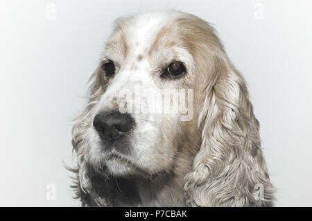 Headshot on a Cocker Spaniel Dog. Stock Photo