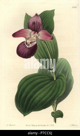 Large-flowered cypripedium or large-flowered lady's slipper orchid, Cypripedium macranthos. Handcoloured copperplate engraving by S. Watts after an illustration by M. Hart from Sydenham Edwards' Botanical Register, Ridgeway, London, 1832. Stock Photo