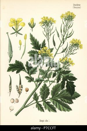 White mustard, Sinapis alba. Chromolithograph after a botanical illustration from Hermann Adolph Koehler's Medicinal Plants, edited by Gustav Pabst, Koehler, Germany, 1887. Stock Photo