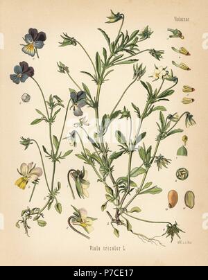 Heartsease or wild pansy, Viola tricolor. Chromolithograph after a botanical illustration by Walther Muller from Hermann Adolph Koehler's Medicinal Plants, edited by Gustav Pabst, Koehler, Germany, 1887. Stock Photo