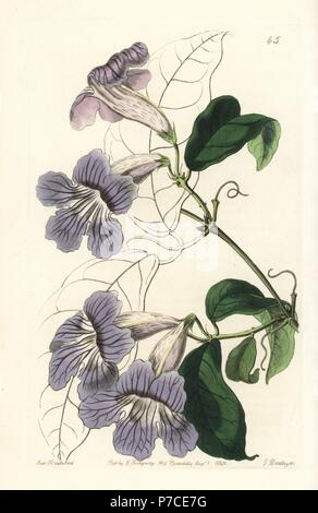 Violet trumpet vine, Bignonia callistegioides (Painted bignonia, Bignonia picta). Handcoloured copperplate engraving by George Barclay after an illustration by Miss Sarah Drake from Edwards' Botanical Register, edited by John Lindley, London, Ridgeway, 1842. Stock Photo