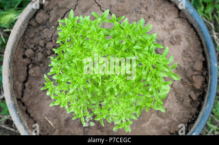 Greek basil (minimum basilicum) in clay pot top view Stock Photo