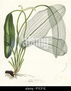 Madagascar laceleaf, lattice leaf or lace plant, Aponogeton madagascariensis (Ouvirandra fenestralis). Handcoloured lithograph from Louis van Houtte and Charles Lemaire's Flowers of the Gardens and Hothouses of Europe, Flore des Serres et des Jardins de l'Europe, Ghent, Belgium, 1856. Stock Photo
