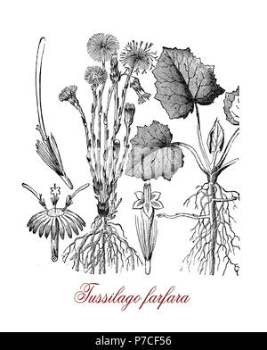 Botanical vintage engraving of tussilago farfara or coltsfoot, herbaceous plant with yellow flowers, used in traditional medicine but toxic for the liver. Stock Photo