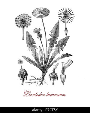 Botanical vintage engraving of Leontodon taraxacum or common dandelium,  weed used as medical herb or in food preparation (dandelion wine). The yellow flowers turn in round balls dispersed with the wind known as blowballs Stock Photo