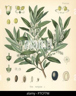 Olive, Olea europaea. Chromolithograph after a botanical illustration from Hermann Adolph Koehler's Medicinal Plants, edited by Gustav Pabst, Koehler, Germany, 1887. Stock Photo