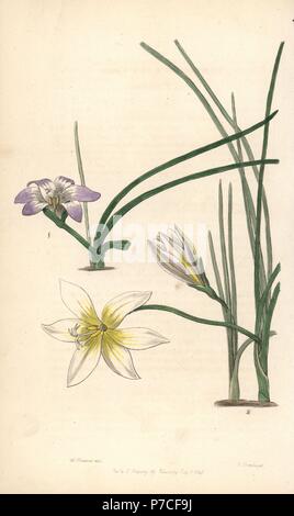 Romulea bulbocodium (Trichonema subpalustre, Triconema pylium). Handcoloured copperplate engraving by George Barclay after an illustration by William Herbert from Edwards' Botanical Register, edited by John Lindley, London, Ridgeway, 1847. Stock Photo