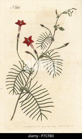 Cypress vine or winged leav'd ipomoea, Ipomoea quamoclit. Handcoloured copperplate engraving by Sansom after an illustration by Sydenham Edwards rom William Curtis' Botanical Magazine, London, 1793. Stock Photo