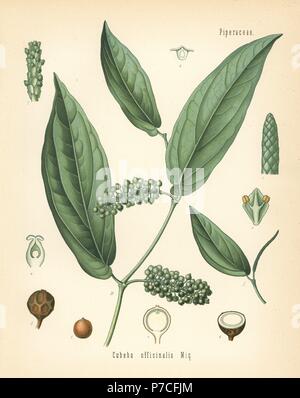 Cubeb or Java pepper, Piper cubeba (Cubeba officinalis). Chromolithograph after a botanical illustration from Hermann Adolph Koehler's Medicinal Plants, edited by Gustav Pabst, Koehler, Germany, 1887. Stock Photo