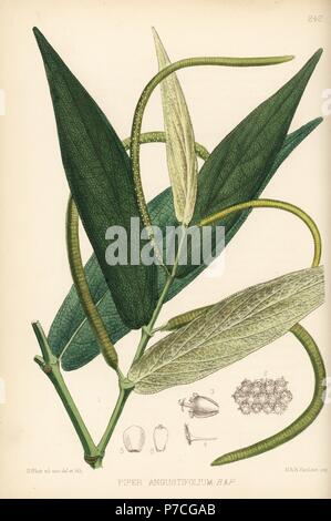 Matico or spiked pepper, Piper aduncum (Piper angustifolium). Handcoloured lithograph by Hanhart after a botanical illustration by David Blair from Robert Bentley and Henry Trimen's Medicinal Plants, London, 1880. Stock Photo