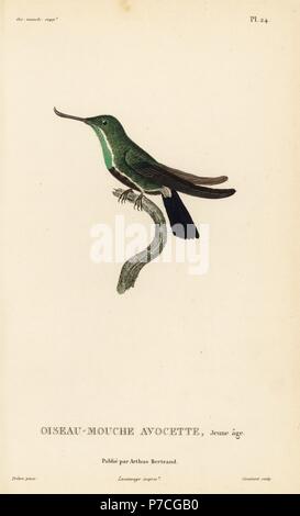 Fiery-tailed awlbill, Avocettula recurvirostris (Ornismya avocetta), juvenile. Handcolored steel engraving by Coutant after an illustration by Jean-Gabriel Pretre from Rene Primevere Lesson's Natural History of the Colibri Genus of Hummingbirds, Histoire Naturelle des Colibris, Arthus Betrand, Paris, 1830. Stock Photo