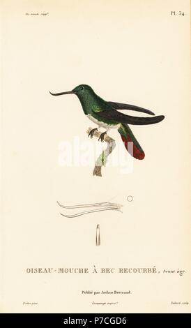 Fiery-tailed awlbill, Avocettula recurvirostris (Ornismya avocetta), juvenile. Handcolored steel engraving by Coutant after an illustration by Jean-Gabriel Pretre from Rene Primevere Lesson's Natural History of the Colibri Genus of Hummingbirds, Histoire Naturelle des Colibris, Arthus Betrand, Paris, 1830. Stock Photo