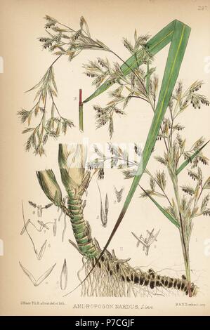 Citronella grass or lemongrass, Cymbopogon nardus (Andropogon nardus). Handcoloured lithograph by Hanhart after a botanical illustration by David Blair from Robert Bentley and Henry Trimen's Medicinal Plants, London, 1880. Stock Photo