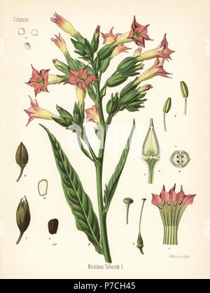 Tobacco, Nicotiana tabacum. Chromolithograph after a botanical illustration by Walther Muller from Hermann Adolph Koehler's Medicinal Plants, edited by Gustav Pabst, Koehler, Germany, 1887. Stock Photo