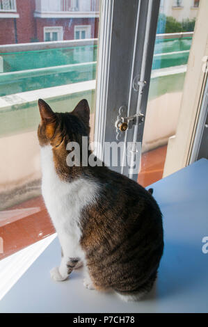 Tabby and white cat looking through the window. Stock Photo