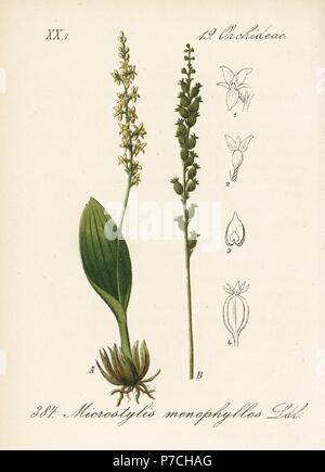White adder's mouth orchid, Malaxis monophyllos (Microstylis monophyllos). Handcoloured lithograph from Diederich von Schlechtendal's German Flora (Flora von Deutschland), Jena, 1871. Stock Photo