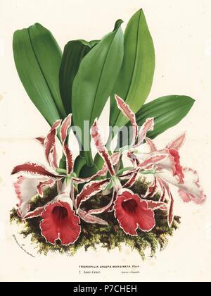 philodendron red emerald standort Red Emerald Philodendron main image 0