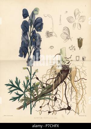 Monk's-hood, Aconitum napellus. Handcoloured lithograph by Hanhart after a botanical illustration by David Blair from Robert Bentley and Henry Trimen's Medicinal Plants, London, 1880. Stock Photo
