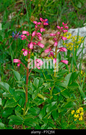 burning bush, (Dictamnus albus) Stock Photo