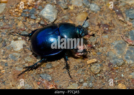 common dor beetle, (Geotrupes stercorarius) Stock Photo