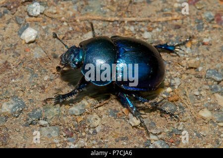 common dor beetle, (Geotrupes stercorarius) Stock Photo