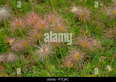 greater pasque flower, (Pulsatilla grandis) Stock Photo