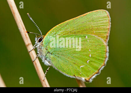 green hairstreak, (Callophrys rubi) Stock Photo