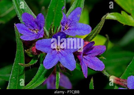 purple gromwell, plants, wildflowers, blossoms, blue, four, leaves, green, (Aegonychon purpurocaeruleum) Stock Photo