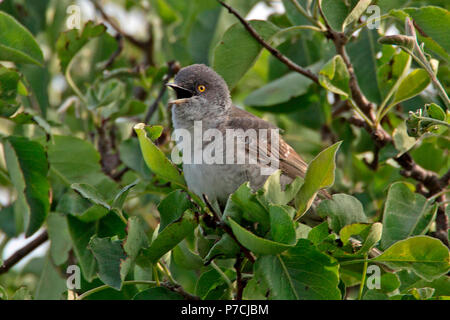 barred warbler, (Sylvia nisoria) Stock Photo