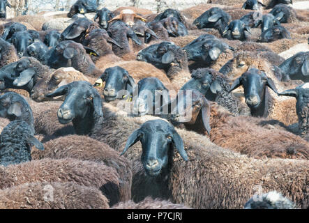 Sheep herd in a corral, South region, Kazakhstan Stock Photo