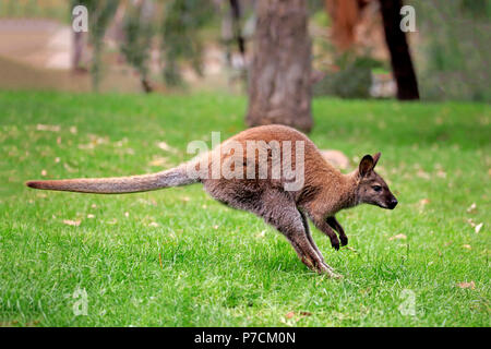 Bennett Wallaby, adult jumping, Cuddly Creek, South Australia, Australia, (Macropus rufogriseus) Stock Photo