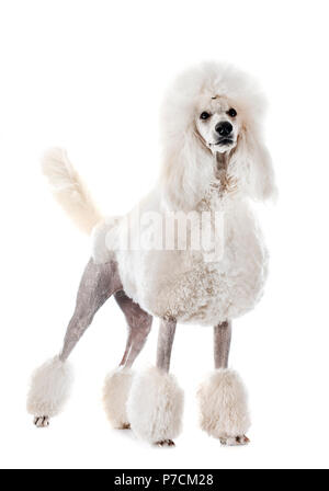 white Standard Poodle in front of white background Stock Photo