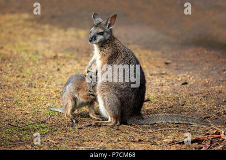 Tammar Wallaby, Dama-Wallaby, adult female with young, Kangaroo Island, South Australia, Australia, (Macropus eugenii) Stock Photo