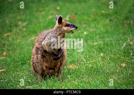 Agile Wallaby, adult feeding, Cuddly Creek, South Australia, Australia, (Macropus agilis) Stock Photo
