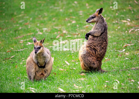 Agile Wallaby, couple, male and female, Cuddly Creek, South Australia, Australia, (Macropus agilis), Stock Photo