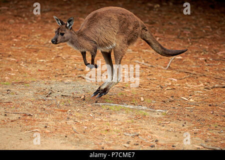 Kangaroo Island Kangaroo, adult jumping, Kangaroo Island, South Australia, Australia, (Macropus fuliginosus fuliginosus) Stock Photo