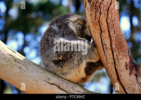 Koala, adult with young on tree, Kangaroo Island, South Australia, Australia, (Phascolarctos cinereus) Stock Photo