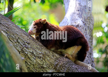 Matschie's Tree Kangaroo, adult on tree resting, New Guinea, (Dendrolagus matschiei) Stock Photo