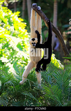 Northern White-Cheeked Gibbon, adult female with young hanging in tree, Vietnam, Asia, (Nomascus leucogenys) Stock Photo