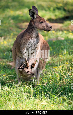 Eastern Grey Kangaroo, adult female with young in pouch, adult with joey in pouch, Mount Lofty, South Australia, Australia, (Macropus giganteus) Stock Photo