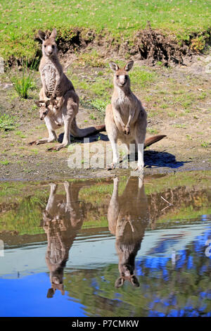 Eastern Grey Kangaroo, adult female with young looking out of pouch, adult with joey in pouch, group at water, Merry Beach, Murramarang Nationalpark, New South Wales, Australia, (Macropus giganteus) Stock Photo