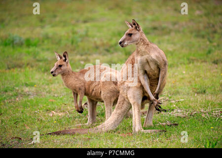 Eastern Grey Kangaroo, adult couple, Merry Beach, Murramarang Nationalpark, New South Wales, Australia, (Macropus giganteus) Stock Photo