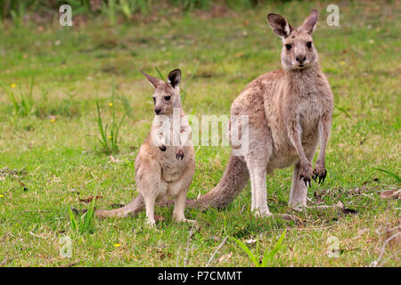 Eastern Grey Kangaroo, adult female with subadult, Merry Beach, Murramarang Nationalpark, New South Wales, Australia, (Macropus giganteus) Stock Photo