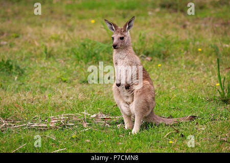 Eastern Grey Kangaroo, subadult, Merry Beach, Murramarang Nationalpark, New South Wales, Australia, (Macropus giganteus) Stock Photo