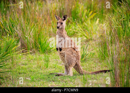 Eastern Grey Kangaroo, adult alert, Merry Beach, Murramarang Nationalpark, New South Wales, Australia, (Macropus giganteus) Stock Photo