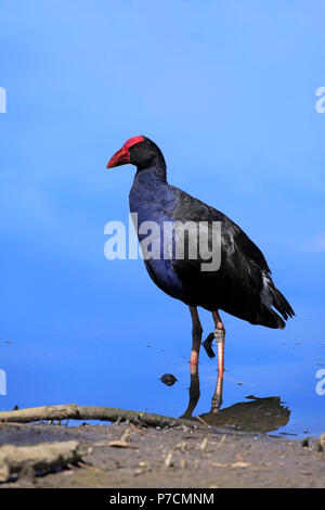 Australasian Swamphen, Purple Swamphen Pukeko, adult in water, Merry Beach, Murramarang Nationalpark, New South Wales, Australia, (Porphyrio porphyrio melanotus) Stock Photo