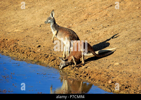 Red Kangaroo, couple at water drinking, Sturt Nationalpark, New South Wales, Australia, (Macropus rufus) Stock Photo